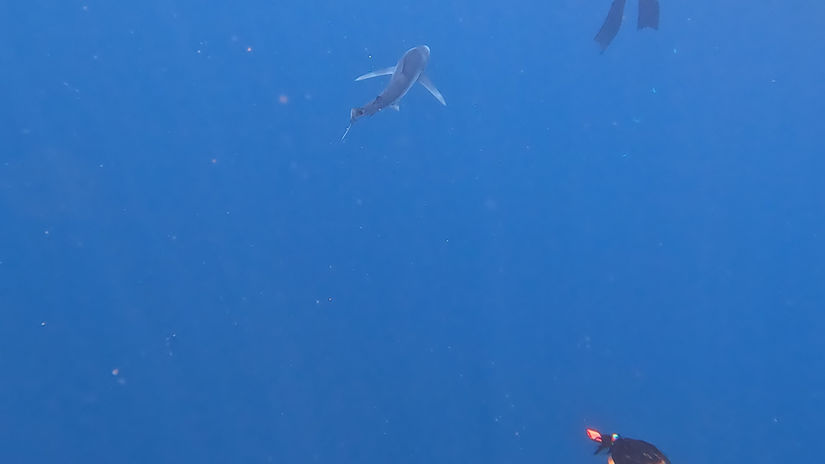 Shark Safari